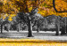 Wall Poster Autumn in the Park (Golden) - gray tree landscape with golden leaves 122761 additionalThumb 8