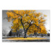Wall Poster Autumn in the Park (Golden) - gray tree landscape with golden leaves 122761