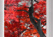Canvas Red Maple (1 Part) Wide 124361 additionalThumb 5