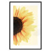 Poster Closer to the Sun - natural sunflower on a gently yellow background 135761 additionalThumb 5