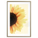 Poster Closer to the Sun - natural sunflower on a gently yellow background 135761 additionalThumb 4
