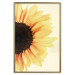 Poster Closer to the Sun - natural sunflower on a gently yellow background 135761 additionalThumb 26