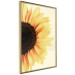 Poster Closer to the Sun - natural sunflower on a gently yellow background 135761 additionalThumb 6