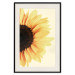 Poster Closer to the Sun - natural sunflower on a gently yellow background 135761 additionalThumb 6