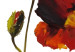 Canvas Breeze of Summer (5-piece) - abstract poppies with white background and designs 46961 additionalThumb 4