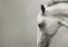 Canvas A white horse in motion 58661 additionalThumb 5