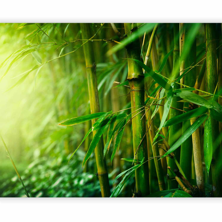 Wall Mural Jungle - bamboo 61461 additionalImage 1
