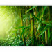 Wall Mural Jungle - bamboo 61461 additionalThumb 1
