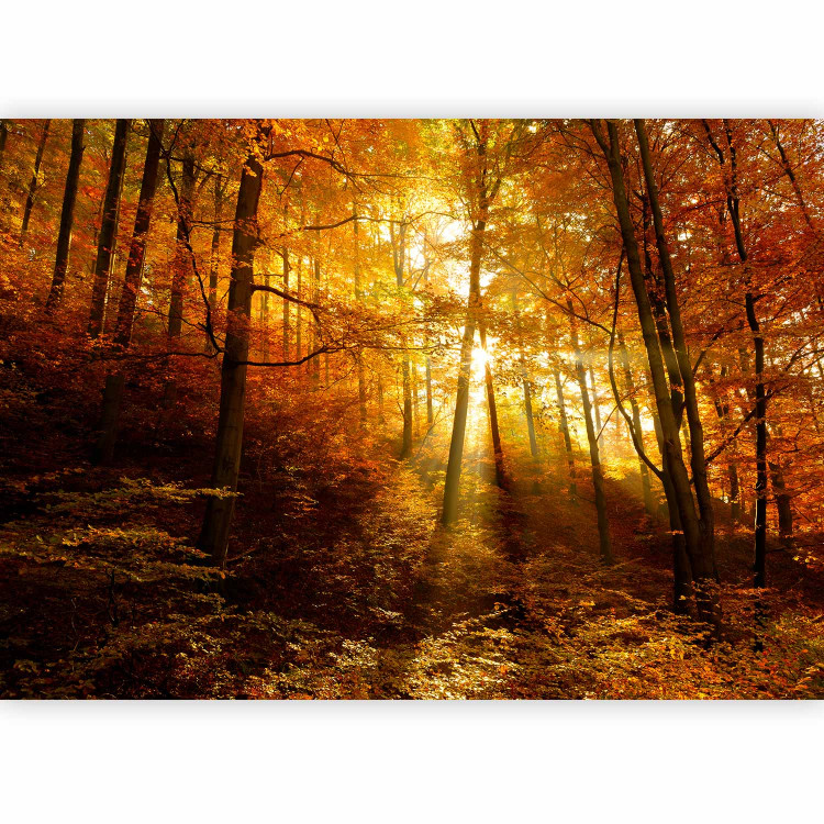 Photo Wallpaper Autumn landscape - trees with yellow leaves in sunlight 92061 additionalImage 5