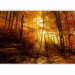 Photo Wallpaper Autumn landscape - trees with yellow leaves in sunlight 92061 additionalThumb 5