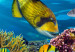 Canvas Coral Reef (5 Parts) Narrow 113871 additionalThumb 5