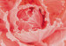 Poster Artistry of Delicacy - unique composition with pink flower petals 117771 additionalThumb 11