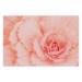 Poster Artistry of Delicacy - unique composition with pink flower petals 117771