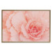 Poster Artistry of Delicacy - unique composition with pink flower petals 117771 additionalThumb 25