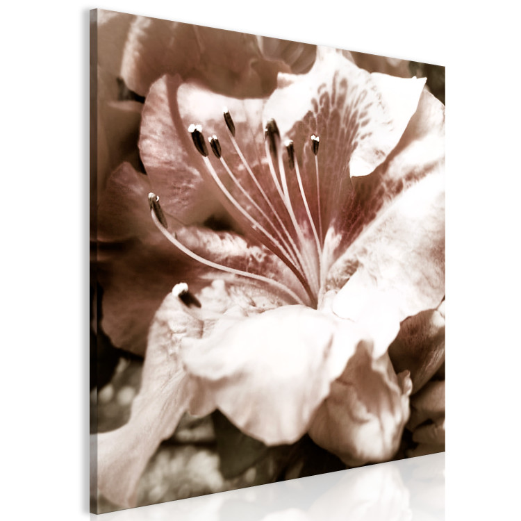 Canvas Art Print Fleeting - a romantic photo of a flower detail in delicate roses 122671 additionalImage 2