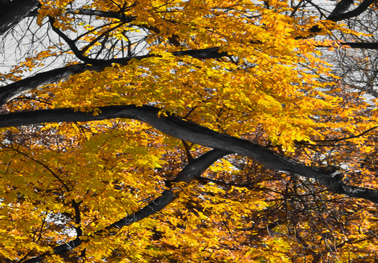 Canvas The oldest tree - autumn landscape, tree and golden leaves 122771 additionalImage 5