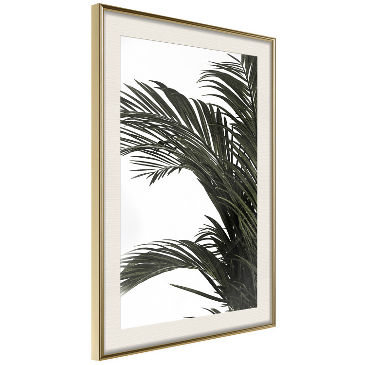 Poster Jungle Treasures - green leaves of tropical plant on white background 123671 additionalImage 2