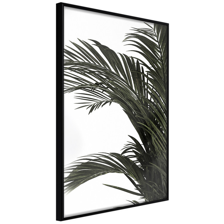 Poster Jungle Treasures - green leaves of tropical plant on white background 123671 additionalImage 10