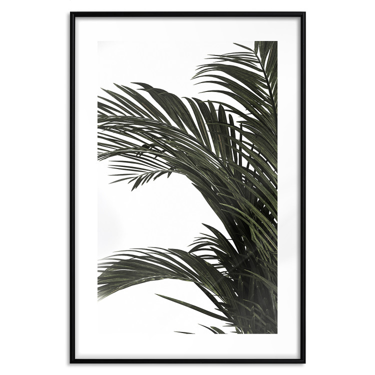 Poster Jungle Treasures - green leaves of tropical plant on white background 123671 additionalImage 15