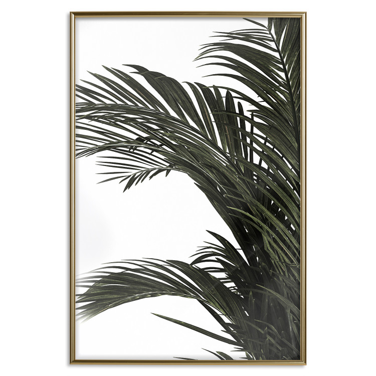 Poster Jungle Treasures - green leaves of tropical plant on white background 123671 additionalImage 20