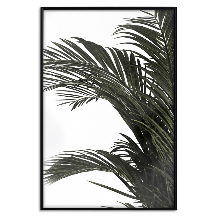 Poster Jungle Treasures - green leaves of tropical plant on white background 123671 additionalImage 24