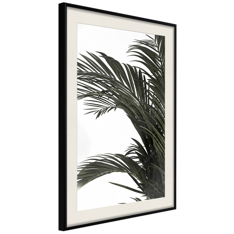 Poster Jungle Treasures - green leaves of tropical plant on white background 123671 additionalImage 3
