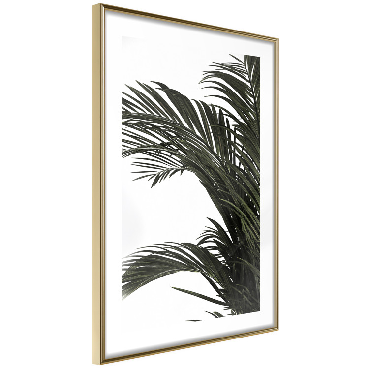 Poster Jungle Treasures - green leaves of tropical plant on white background 123671 additionalImage 6