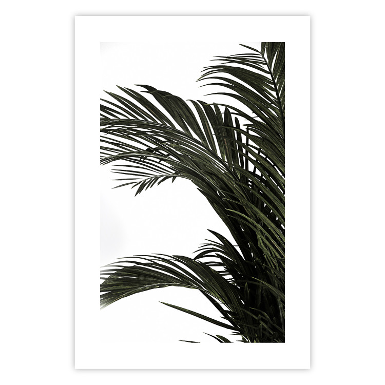 Poster Jungle Treasures - green leaves of tropical plant on white background 123671 additionalImage 25