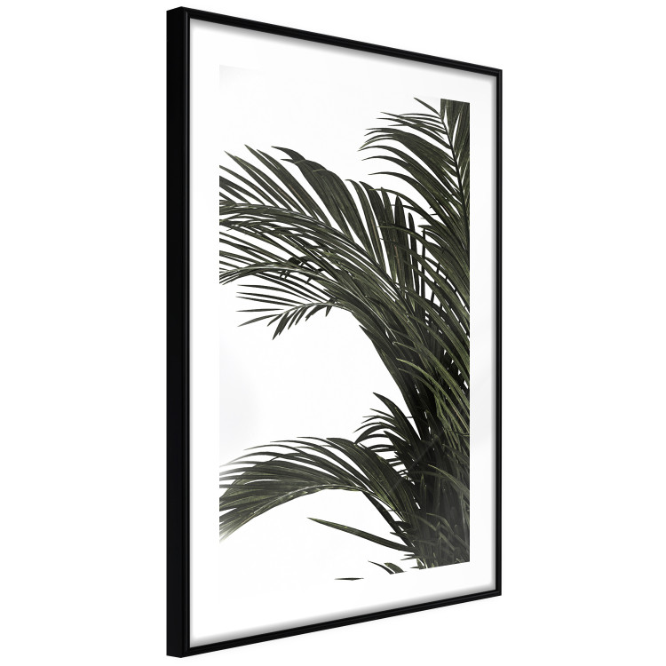 Poster Jungle Treasures - green leaves of tropical plant on white background 123671 additionalImage 13