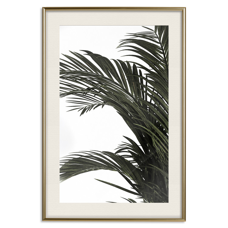 Poster Jungle Treasures - green leaves of tropical plant on white background 123671 additionalImage 19