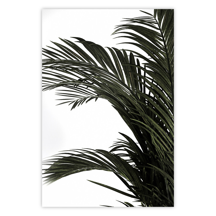 Poster Jungle Treasures - green leaves of tropical plant on white background 123671