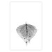 Poster Macro Leaf - black and white leaf texture on a plain white background 129771