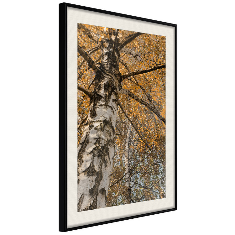 Wall Poster Autumn Palette - autumn landscape of trees with golden leaves 131771 additionalImage 2