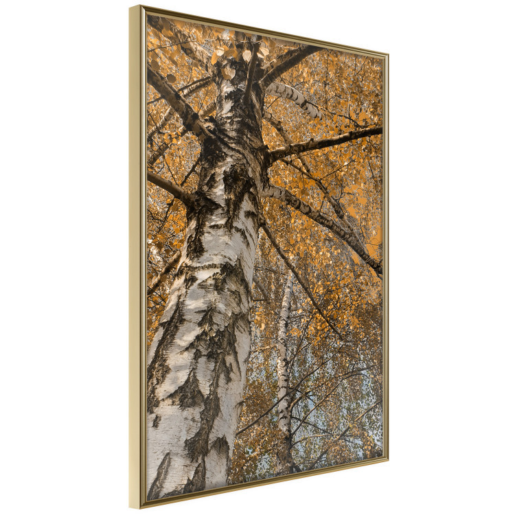 Wall Poster Autumn Palette - autumn landscape of trees with golden leaves 131771 additionalImage 12