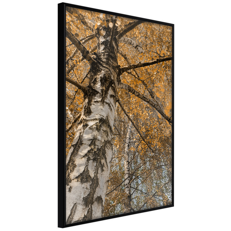 Wall Poster Autumn Palette - autumn landscape of trees with golden leaves 131771 additionalImage 11