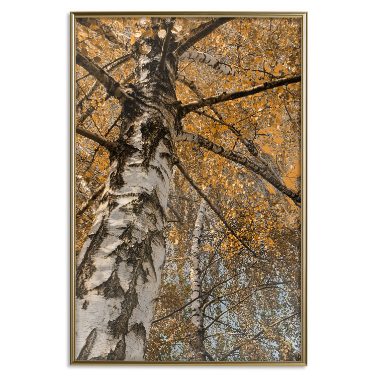 Wall Poster Autumn Palette - autumn landscape of trees with golden leaves 131771 additionalImage 21
