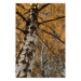Wall Poster Autumn Palette - autumn landscape of trees with golden leaves 131771