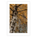 Wall Poster Autumn Palette - autumn landscape of trees with golden leaves 131771 additionalThumb 25