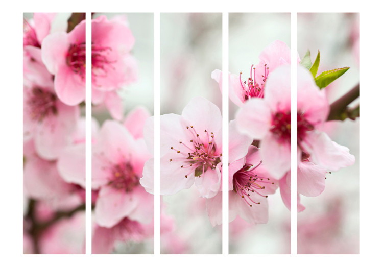 Room Divider Screen Blooming Cherry - Pink Blossoms II - cherry blossoms on a light background 133971 additionalImage 3