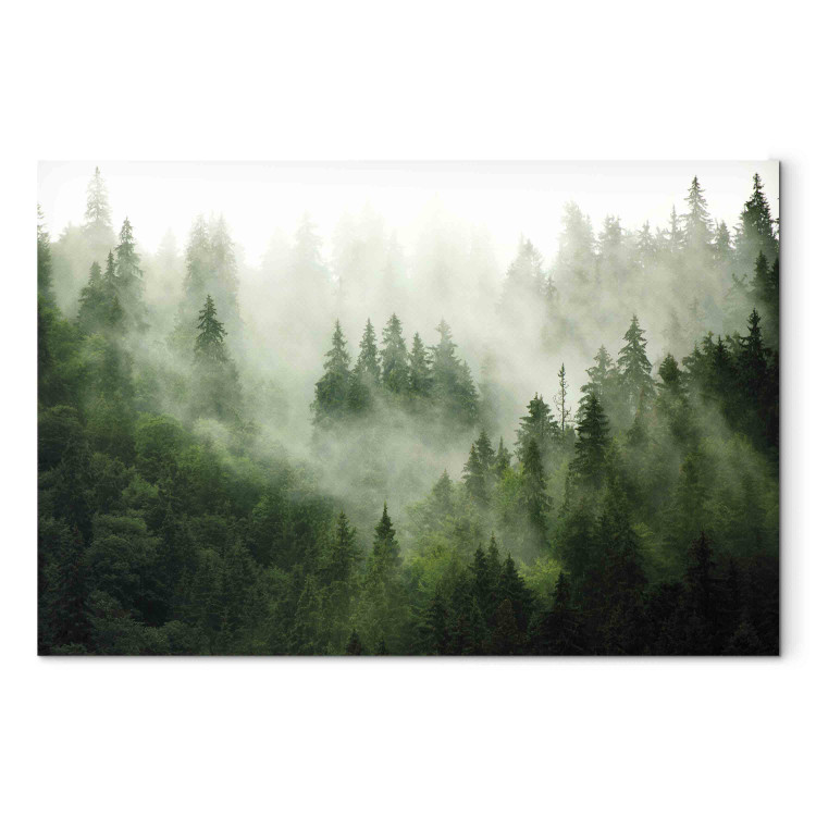 Large canvas print Mountain Forest - View of Green Coniferous Trees Covered With Fog [Large Format] 151171