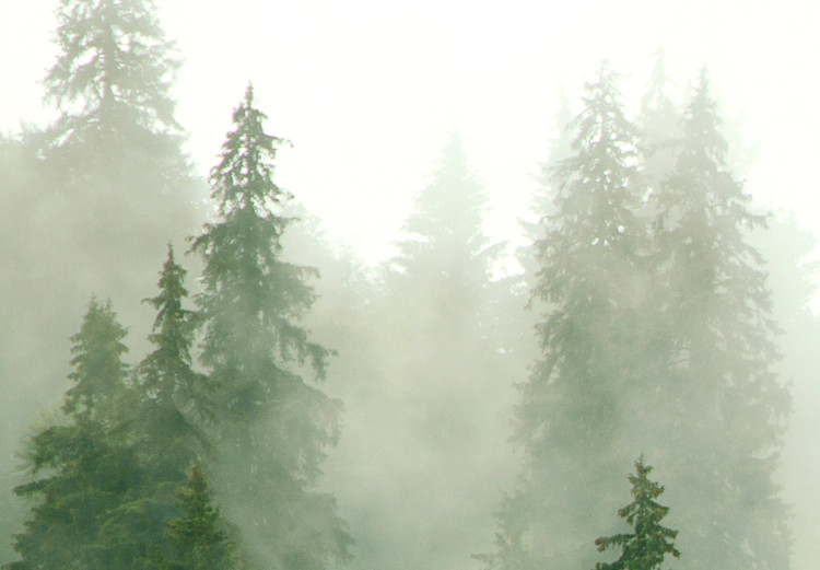 Large canvas print Mountain Forest - View of Green Coniferous Trees Covered With Fog [Large Format] 151171 additionalImage 5