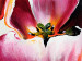 Canvas Art Print Tulips in the Sun (3-piece) - Colourful flowers on a solid background 48671 additionalThumb 3