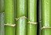 Canvas Print Bamboo- harmony and simplicity 58771 additionalThumb 5