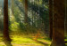 Canvas Art Print Morning Awakening (4-part) - Forest Landscape Nature Scene 107481 additionalThumb 4