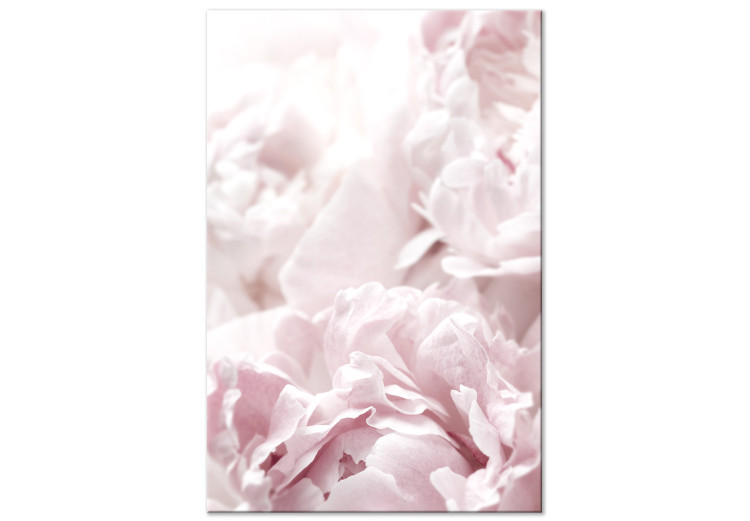 Canvas Print Beauty of Nature (1-part) - Peony Flowers in Shades of Pink 114981