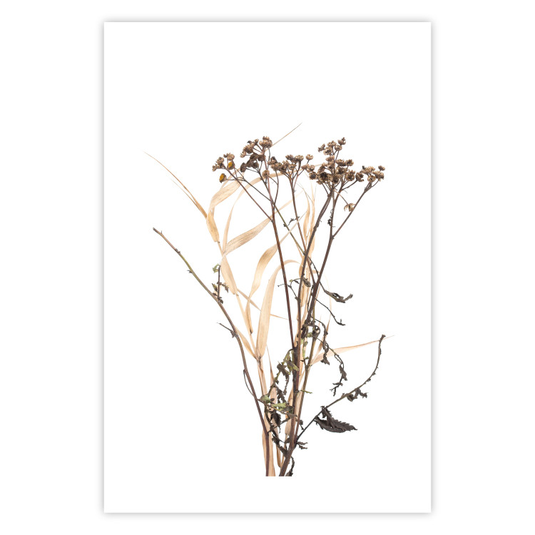 Wall Poster Chamomile - simple autumn composition with a botanical motif on a white background 119181 additionalImage 19