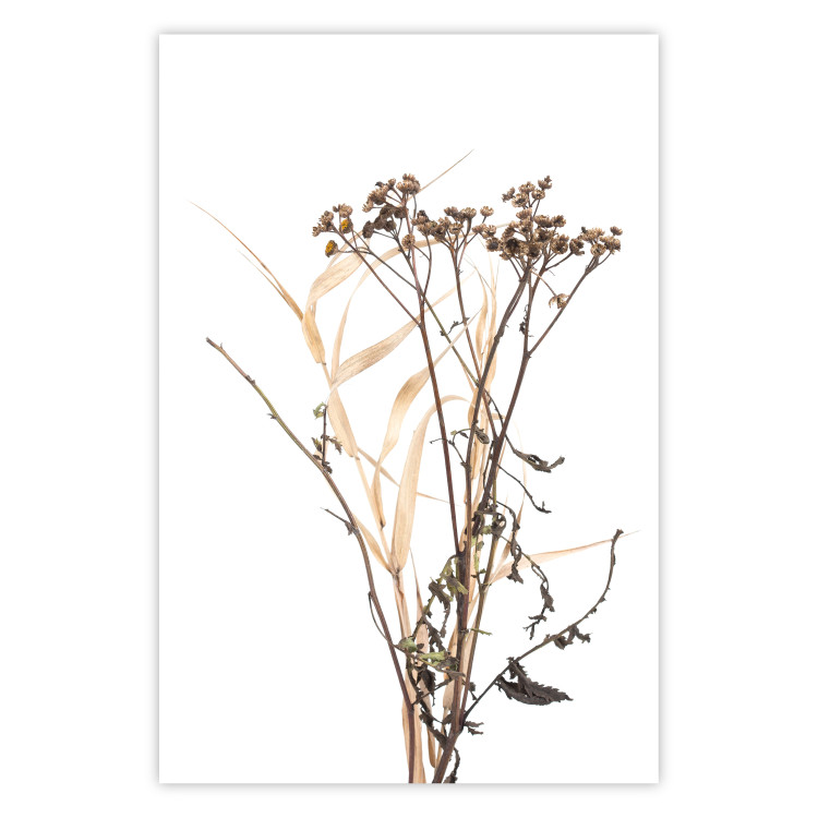 Wall Poster Chamomile - simple autumn composition with a botanical motif on a white background 119181
