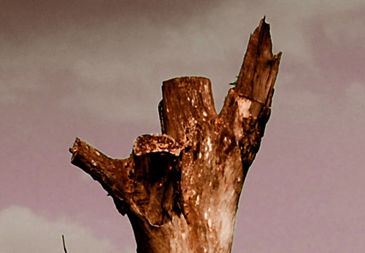 Canvas Art Print Trunk of a withered tree - photo of nature against the clouds and sky 124381 additionalImage 5