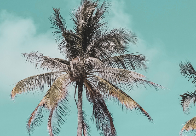 Canvas Art Print Three palms - Image of three trees on a blue sky 135281 additionalImage 4
