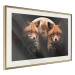 Poster Forest Couple - Two Foxes and the Moon Against the Night, Starry Sky 144781 additionalThumb 11